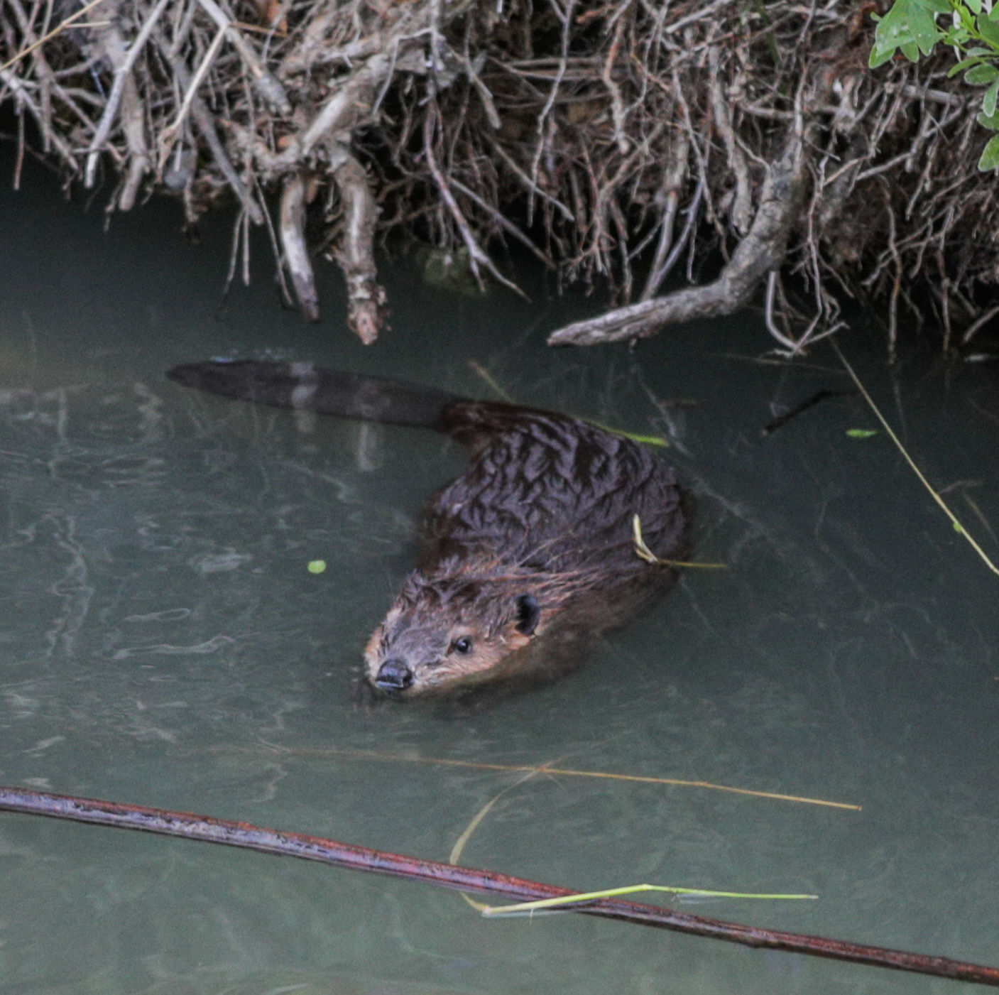 Beaver Lodge Summer 2019